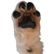 oblivi118Paw
